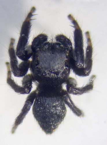 Evarcha arcuata