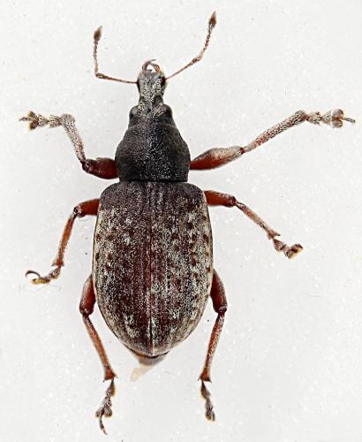 Réf. 230 374 : Liophloeus tessulatus