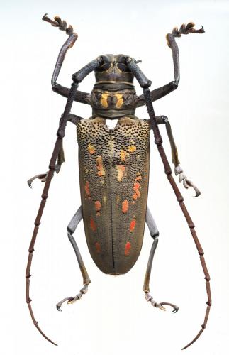 Réf. 230 669 : Batocera davidis