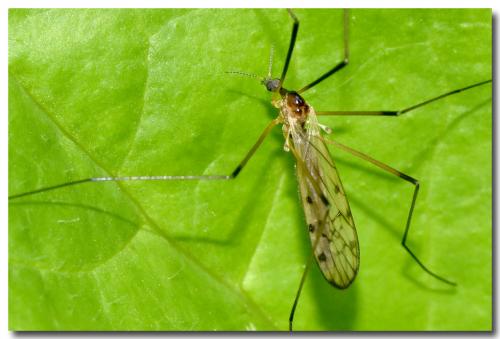 Réf. 230 552 : Limonia nigropunctata