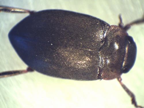 Réf. 230 291 : Deronectes fairmairei