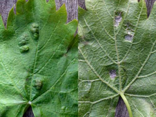 Réf. 230 671 : Colomerus vitis