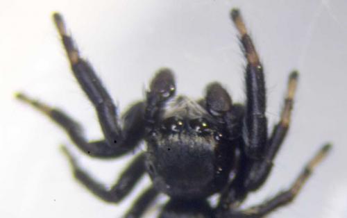 Evarcha arcuata