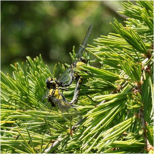 Réf. 230 116 : Gomphus vulgatissimus