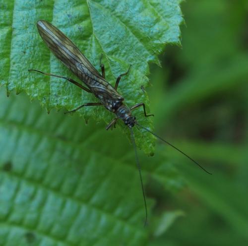 Réf. 230 169 : Brachyptera sp.
