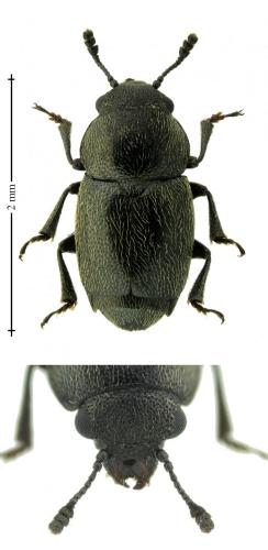 Brachypterus glaber