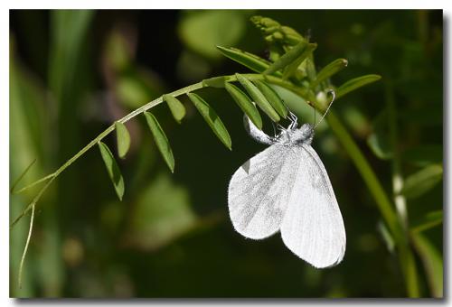 Leptidea sp.