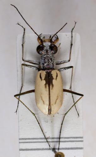 Cicindelinae