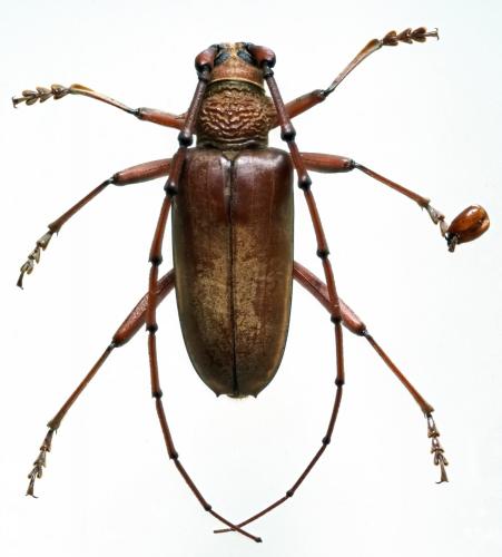 Neoplocaederus obesus