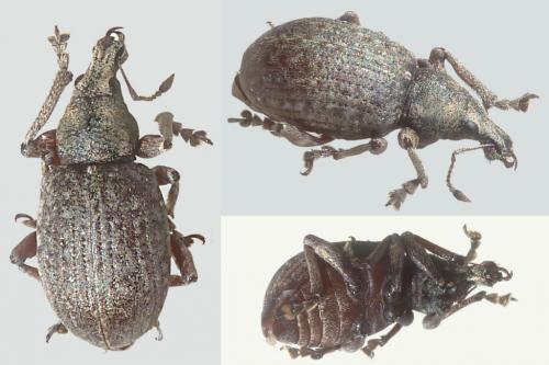 Réf. 230 263 : Liophloeus tessulatus