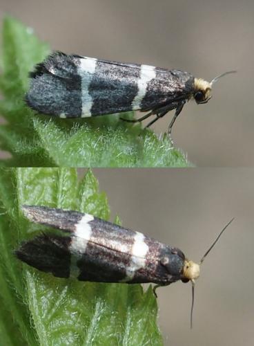 Lampronia flavimitrella