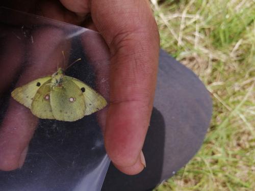 Colias sp.