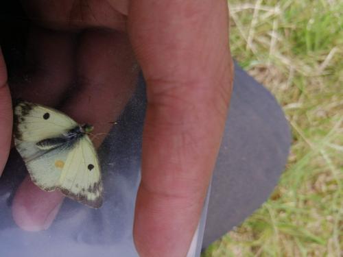Colias sp.