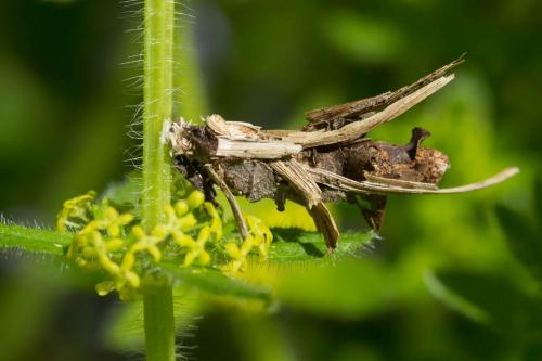 Réf. 230 445 : Canephora hirsuta