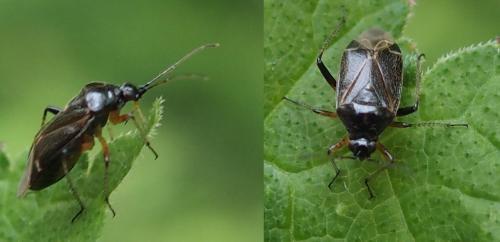 Réf. 230 170 : Harpocera thoracica
