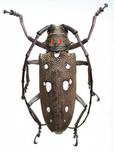 Batocera rubus