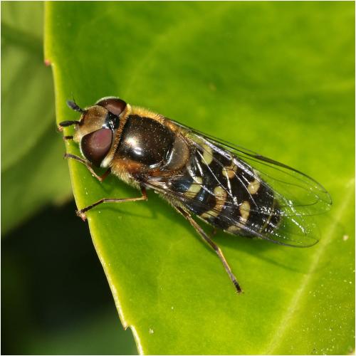 Réf. 230 306 : Scaeva selenitica