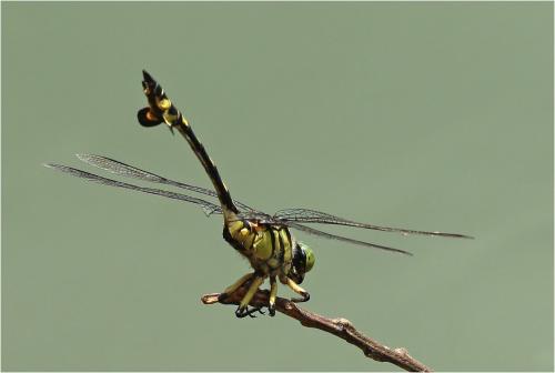 Sinictinogomphus clavatus