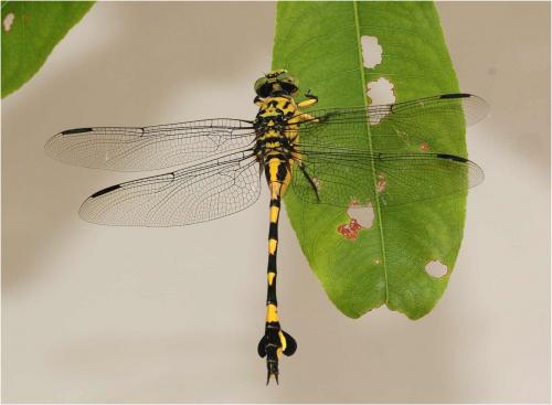 Sinictinogomphus clavatus