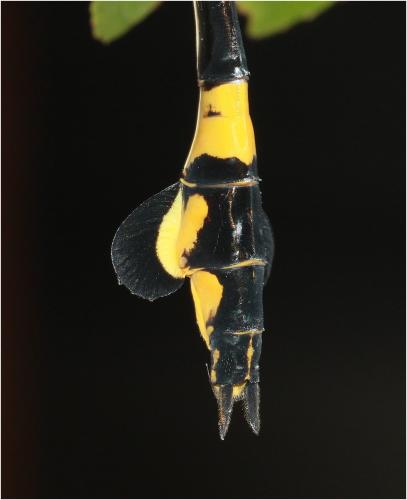 Sinictinogomphus clavatus