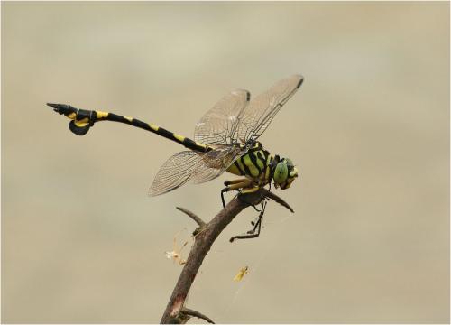 Sinictinogomphus clavatus
