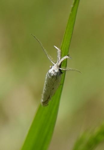 Réf. 230 968 : Minetia sp.