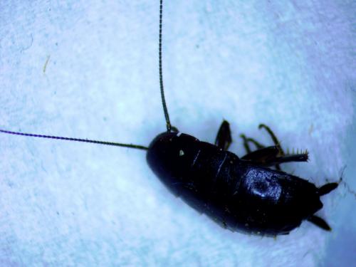 Loboptera sp.