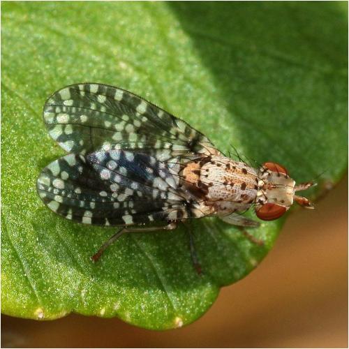 Réf. 230 975 : Trypetoptera punctulata