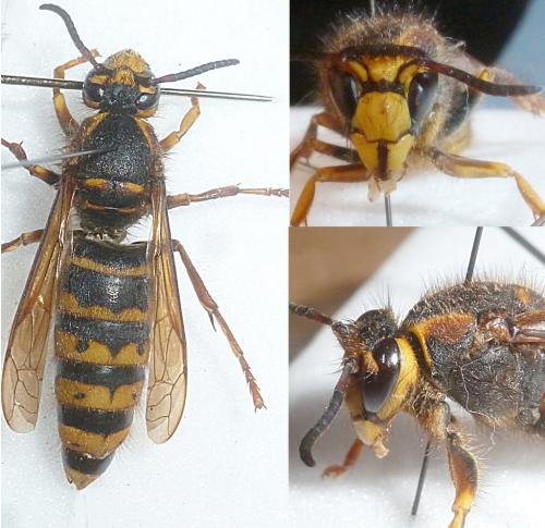 Dolichovespula media
