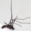 230791 – Photo : Arthropa - Benoit Martha – France (58)