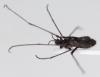 230792 – Photo : Arthropa - Benoit Martha – France (58)