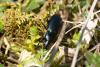 230281 – Photo : Jessica Joachim – France (81)
