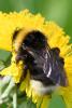 230005 – Photo : Didier Houbrechts – Belgique