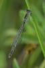 230755 – Photo : Bertrand Piney – France (44)