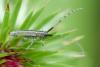 230855 – Photo : Olivier Pouvreau – France (86)