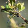 230270 – Photo : Valentin SENDAT – France (34)