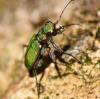 230539 – Photo : Valentin SENDAT – France (30)