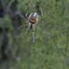 230813 – Photo : André Spagnuolo – France (60)