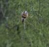 230812 – Photo : André Spagnuolo – France (60)