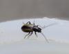230603 – Photo : alain Roujas – France (31)