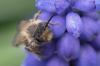 230494 – Photo : patrick derennes – France (44)