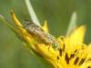 230739 – Photo : Matthieu Gauvain – France (77)