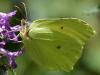 230521 – Photo : Christian Berquer – France (50)