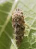 Aphrophora alni