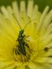 230633 – Photo : BourrinOman – France (83)