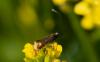 230990 – Photo : Roland Seitre – France (95)