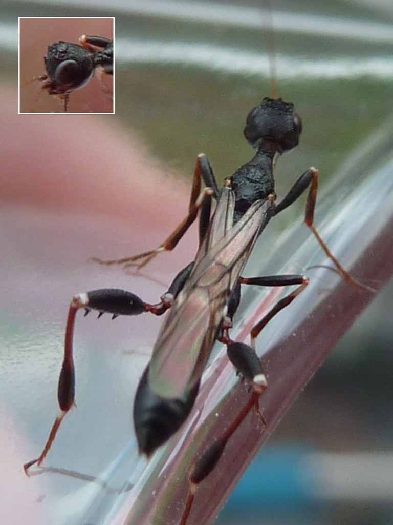Bobabar - Stephanus serrator - réf. 230771 (768 x 1024 pixels, 128 ko)