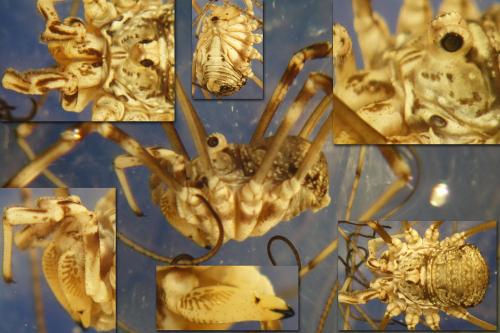 Dasylobus sp.