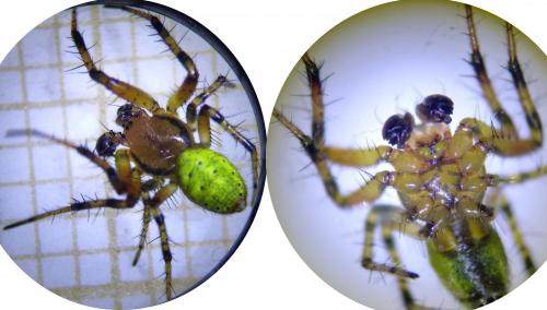 Araniella sp.