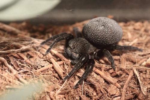Eresus sp.
